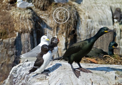 Shag Razorbill Puffin and   Kiittiwake DM1512